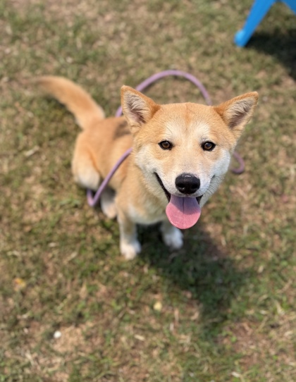 Shelter Stray Male Dog last seen Near Winding Glen Drive Lithonia, 30038, GA, Atlanta, GA 30341