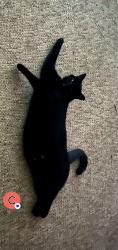 Lost Male Cat last seen Powdersville Road Brookfall II apmts, Easley, SC 29642