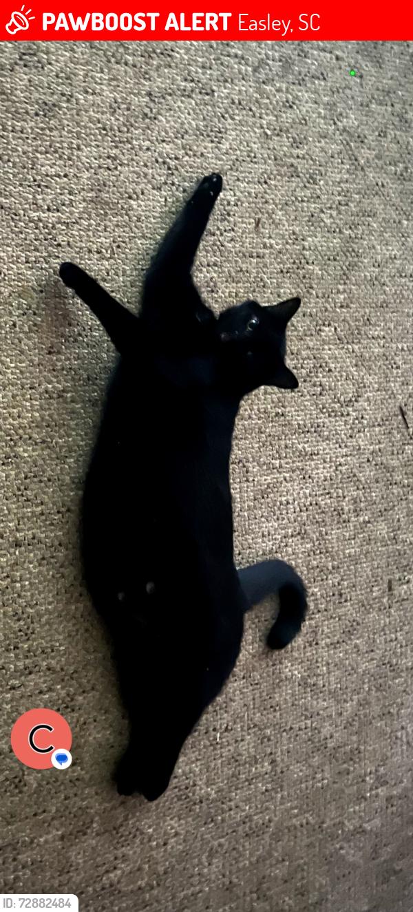 Lost Male Cat last seen Powdersville Road Brookfall II apmts, Easley, SC 29642