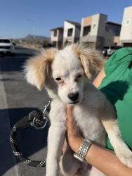 Found/Stray Unknown Dog last seen Grand Cadence corner Caleb Chase, Henderson, NV 89015