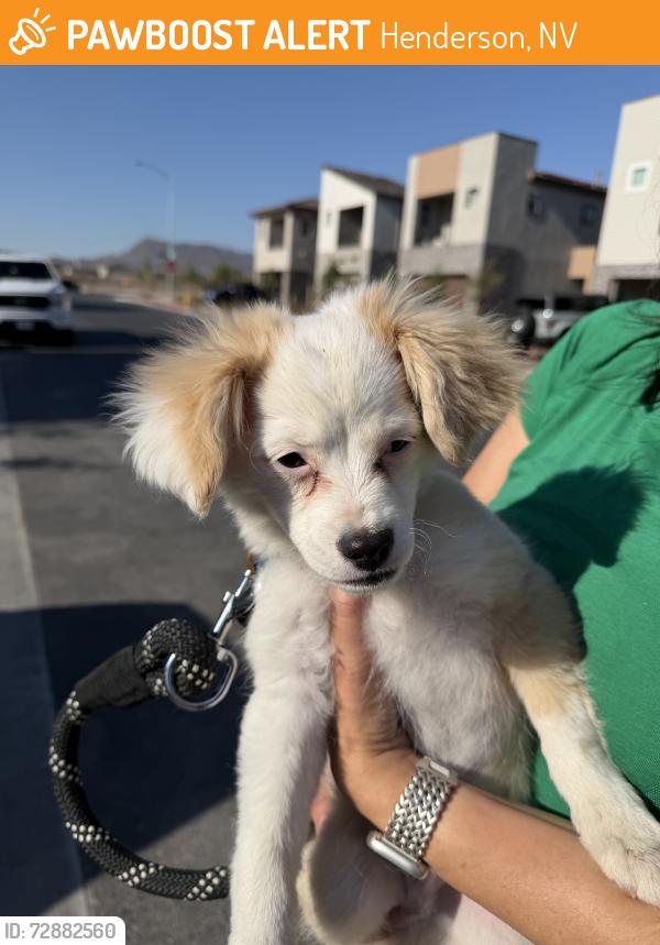 Found/Stray Unknown Dog last seen Grand Cadence corner Caleb Chase, Henderson, NV 89015