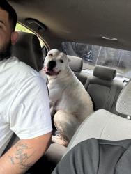 Found/Stray Male Dog last seen S curve lake Ella , Fruitland Park, FL 34731