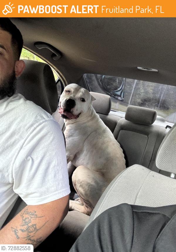 Found/Stray Male Dog last seen S curve lake Ella , Fruitland Park, FL 34731