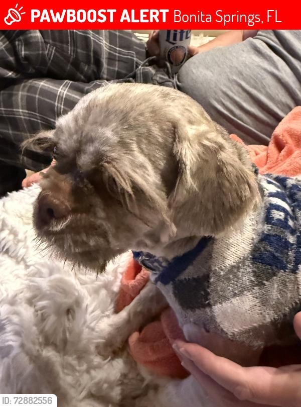 Lost Male Dog last seen Villagewalk Circle and Trevally Way, Bonita Springs, FL 34135