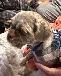 Lost Male Dog last seen Villagewalk Circle and Trevally Way, Bonita Springs, FL 34135