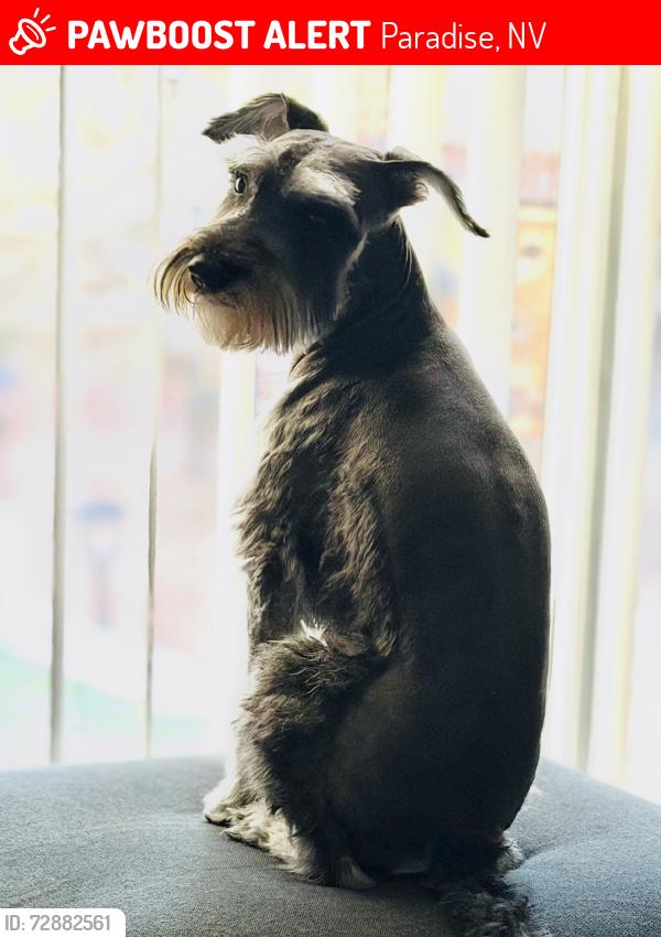 Lost Male Dog last seen Eastern and warm spring , Paradise, NV 89120