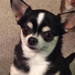 Lost Female Dog last seen Near Clendon Brook, Queensbury, NY 12846
