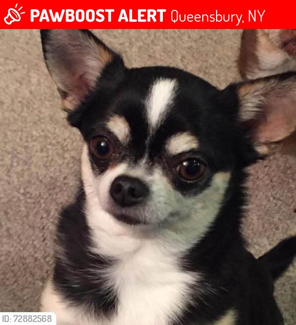 Lost Female Dog last seen Near Clendon Brook, Queensbury, NY 12846