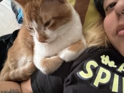 Lost Male Cat last seen Floyd, Richardson, TX 75080