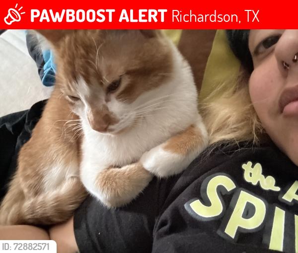 Lost Male Cat last seen Floyd, Richardson, TX 75080