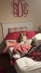 Lost Female Dog last seen Taylor Ave, Irvington al , Irvington, AL 36544
