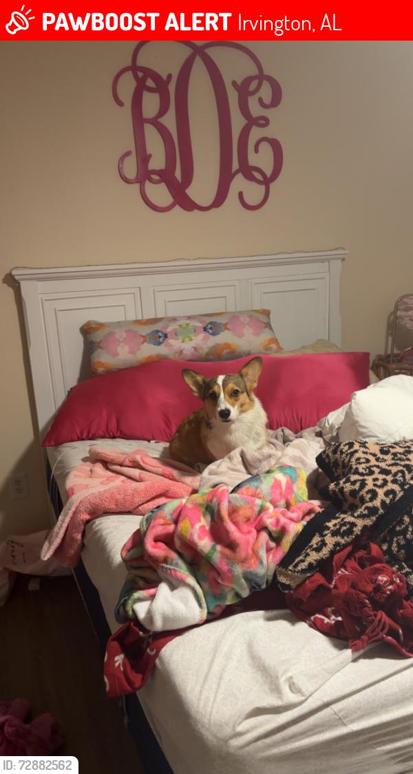 Lost Female Dog last seen Taylor Ave, Irvington al , Irvington, AL 36544