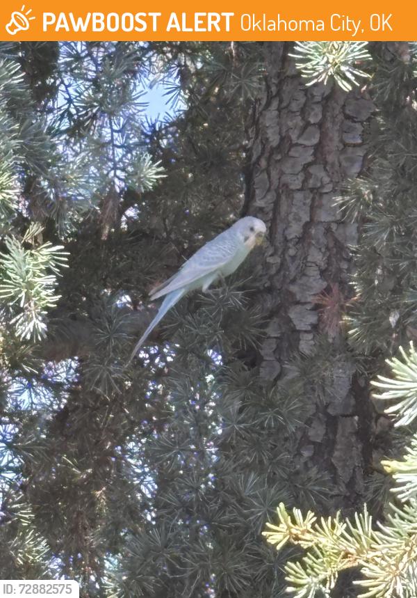 Found/Stray Unknown Bird last seen Broadway extension between Hefner & brittan , Oklahoma City, OK 73114