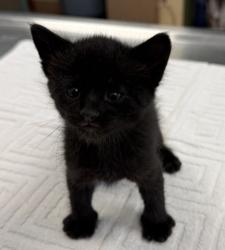 Shelter Stray Female Cat last seen Near Discovery Drive, LIVERMORE, CA, 94551, Oakland, CA 94621
