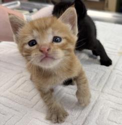 Shelter Stray Male Cat last seen Near Discovery Drive, LIVERMORE, CA, 94551, Oakland, CA 94621