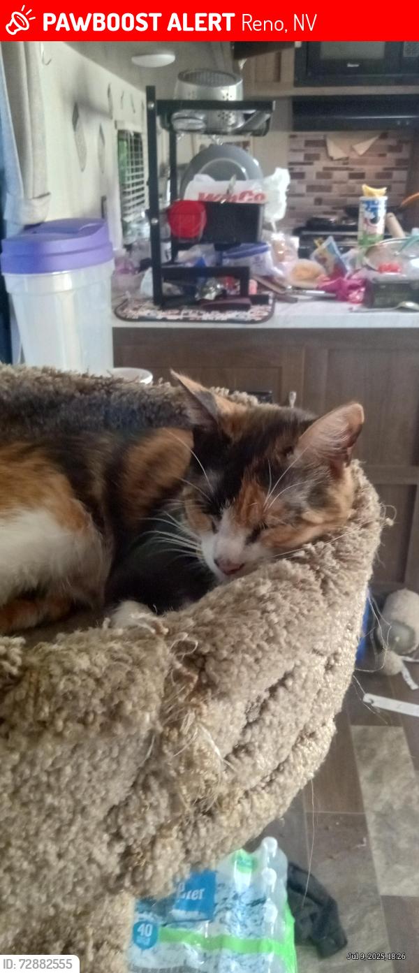 Lost Female Cat last seen Fourth and sutro, Reno, NV 89512