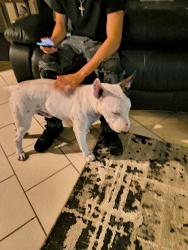 Lost Male Dog last seen Castle sword Dr , San Antonio, TX 78218