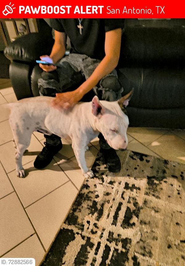 Lost Male Dog last seen Castle sword Dr , San Antonio, TX 78218