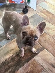 Lost Male Dog last seen Cross timber texas, Burleson, TX 76028