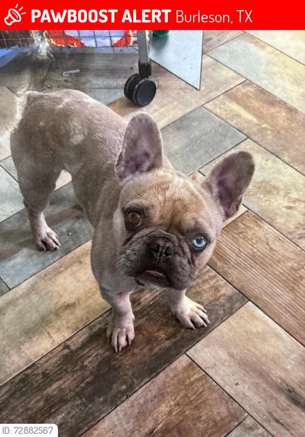 Lost Male Dog last seen Cross timber texas, Burleson, TX 76028