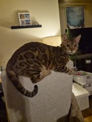 Lost Male Cat last seen E Wyoming St in Manchester area , Port Orchard, WA 98366
