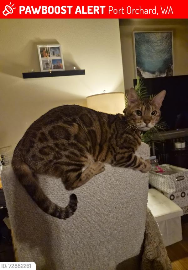 Lost Male Cat last seen E Wyoming St in Manchester area , Port Orchard, WA 98366