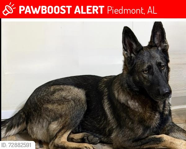 Lost Female Dog last seen Near Roy Webb rd Piedmont Alabama, Piedmont, AL 36272
