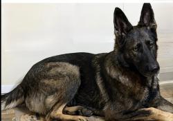 Lost Female Dog last seen Near Roy Webb rd Piedmont Alabama, Piedmont, AL 36272