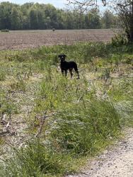 Found/Stray Unknown Dog last seen Sharp road and Robb highway , Palmyra Township, MI 49268