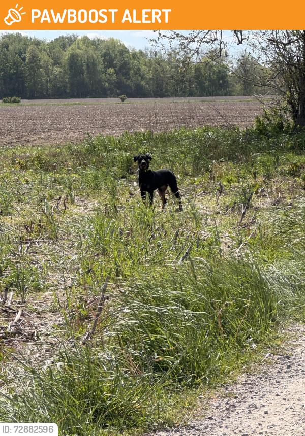 Found/Stray Unknown Dog last seen Sharp road and Robb highway , Palmyra Township, MI 49268