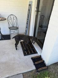 Found/Stray Male Dog last seen US Highway 196, Arlington, TN 38002