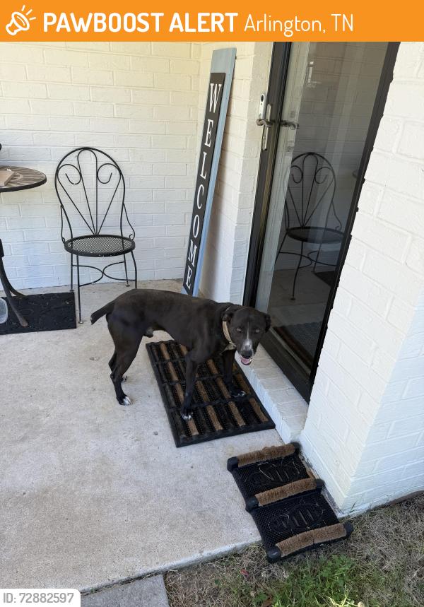 Found/Stray Male Dog last seen US Highway 196, Arlington, TN 38002