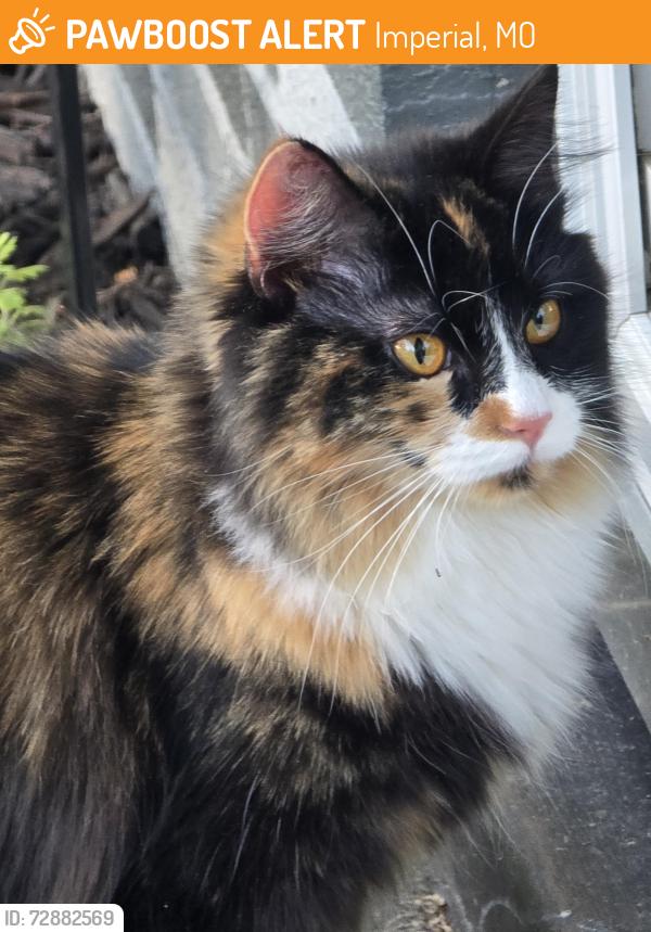 Found/Stray Female Cat last seen Near Williams Drive Imperial MO, Imperial, MO 63052