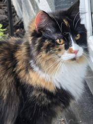 Found/Stray Female Cat last seen Near Williams Drive Imperial MO, Imperial, MO 63052