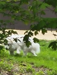 Found/Stray Unknown Dog last seen Carpenter Road , Harveys Lake, PA 18618