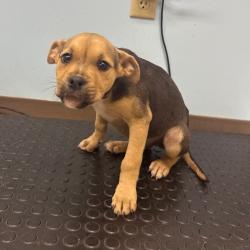 Shelter Stray Female Dog last seen , Pine Bluff, AR 71601