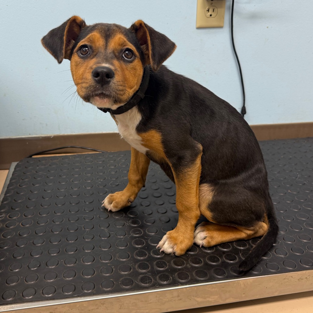 Shelter Stray Female Dog last seen , Pine Bluff, AR 71601