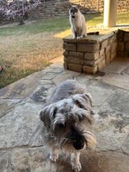 Lost Male Dog last seen hollyhcok dr celina, Collin County, TX 75078