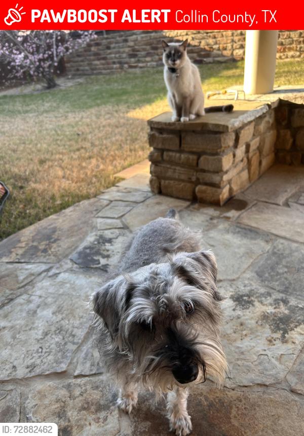 Lost Male Dog last seen hollyhcok dr celina, Collin County, TX 75078