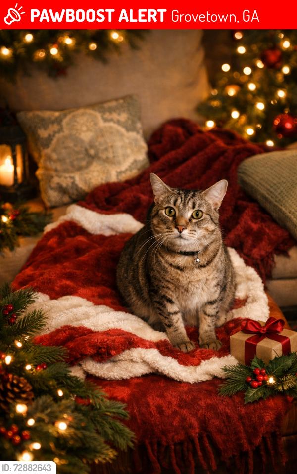 Lost Male Cat last seen Willow oak village neighborhood , Grovetown, GA 30813