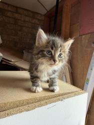Found/Stray Unknown Cat last seen Northloop and Yarbrough , El Paso, TX 79907