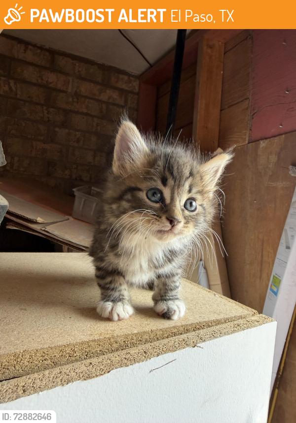 Found/Stray Unknown Cat last seen Northloop and Yarbrough , El Paso, TX 79907