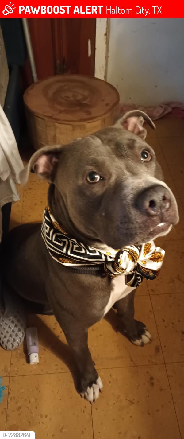 Lost Male Dog last seen Fincher st , Haltom City, TX 76117