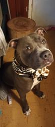 Lost Male Dog last seen Fincher st , Haltom City, TX 76117