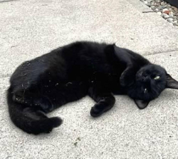 Reunited Unknown Cat last seen Highland Drive Willoughby (near Downtown Willoughby), Willoughby, OH 44094