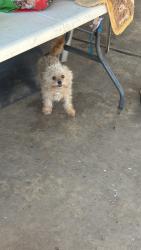 Lost Male Dog last seen Near clarks fork dr, Houston, TX 77086