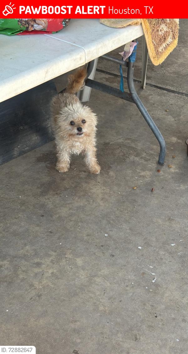 Lost Male Dog last seen Near clarks fork dr, Houston, TX 77086