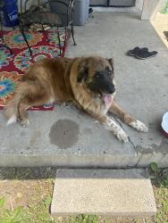 Found/Stray Male Dog last seen Third and morgan, Independence, MO 64050