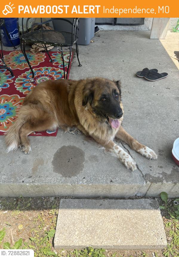 Found/Stray Male Dog last seen Third and morgan, Independence, MO 64050