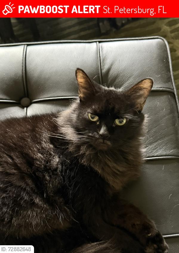 Lost Female Cat last seen 23rd Ave N and 50th St N, St. Petersburg, FL 33710